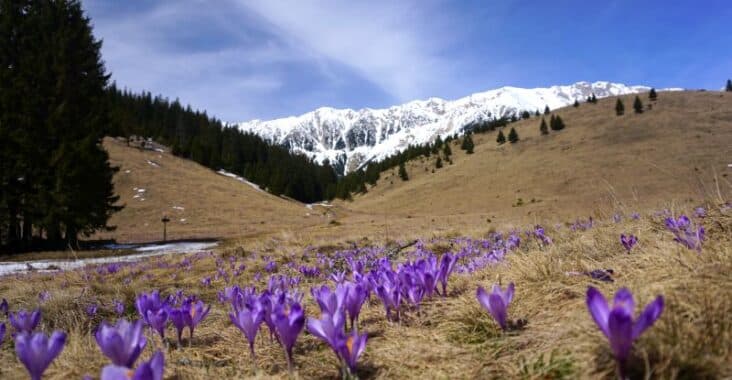 Piatra Craiului Primăvara